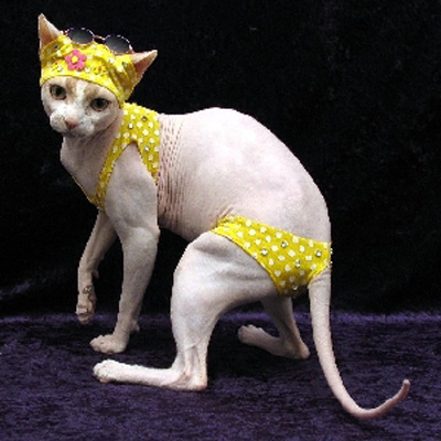 cat-polka-dot-bikini