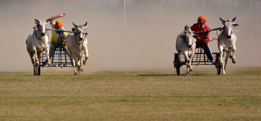 Kila Raipur Rural Olympics1