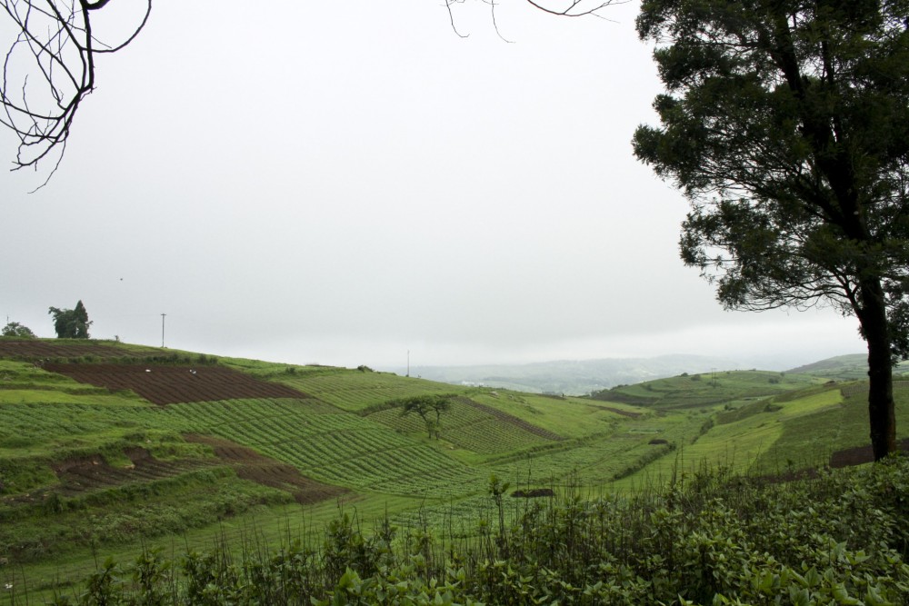 Tea_Plantation_Agriculture_in_Meghalaya_India_on_the_way_to_Shillong