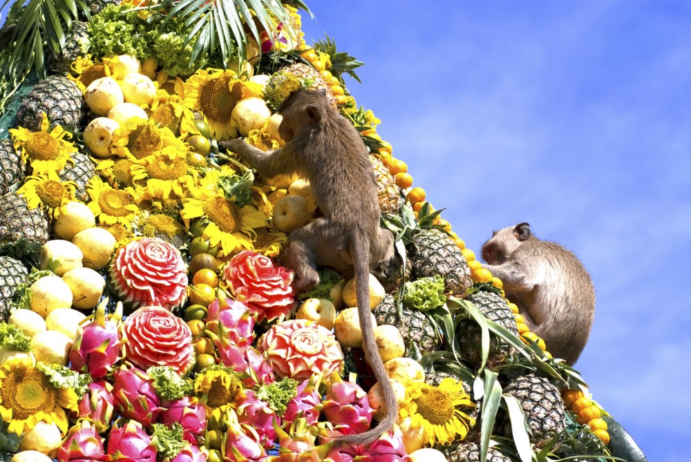 Monkeys are feeding themselves in the annual feast held for monkeys in Lopburi, Thailand. Fruits and vegetables are offered to monkeys during the annual festival to help promote tourism in the area.