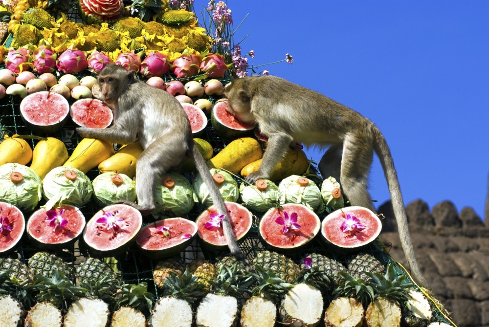 Monkeys are feeding themselves in the annual feast held for monkeys in Lopburi, Thailand. Fruits and vegetables are offered to monkeys during the annual festival to help promote tourism in the area.
