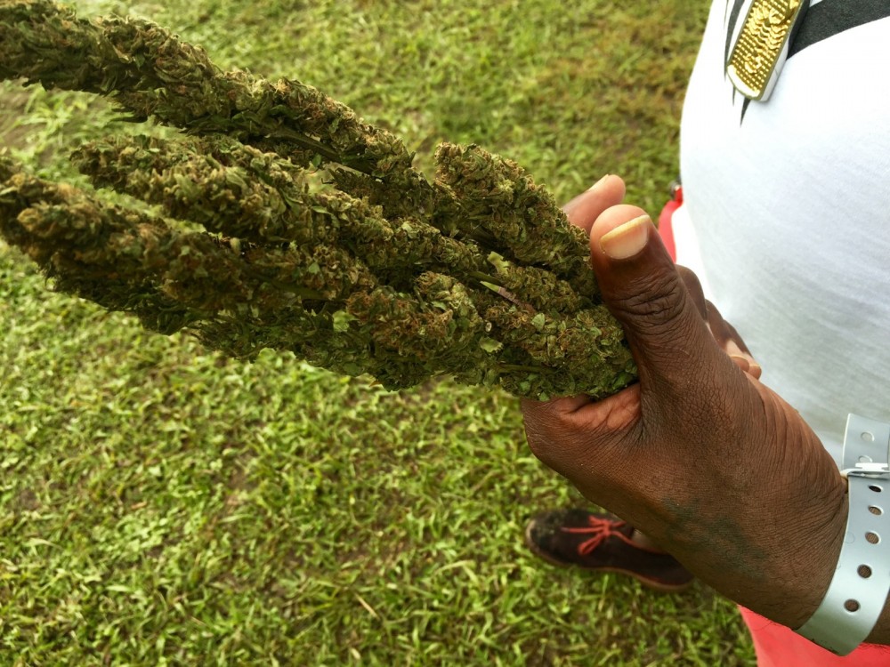 Cannabis_Cup_2015_Jamaica_Emily_Cegielski - 23