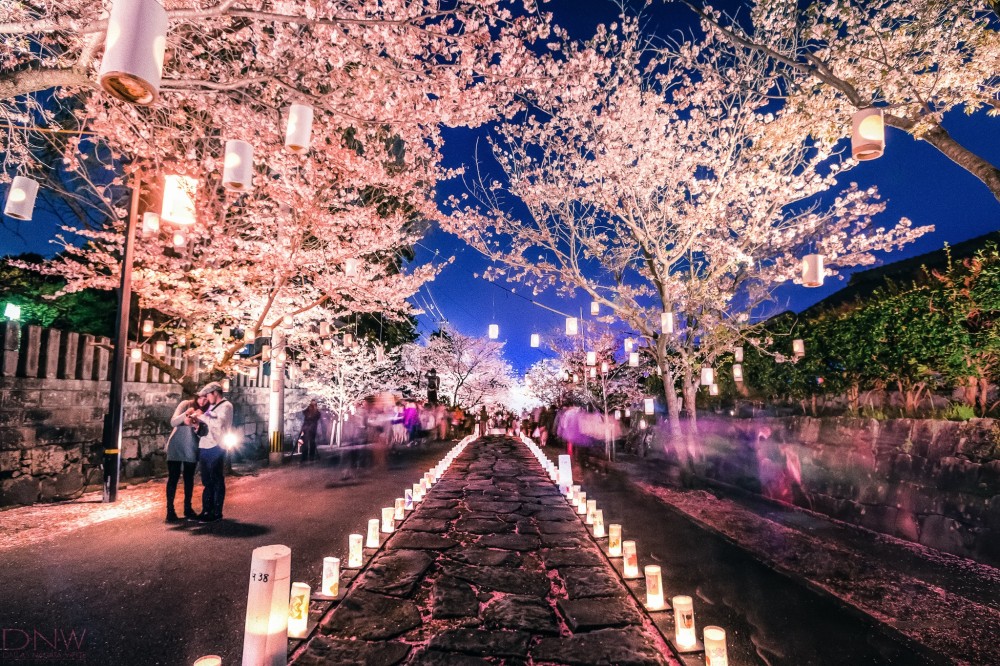 cherry blossom japan festival1