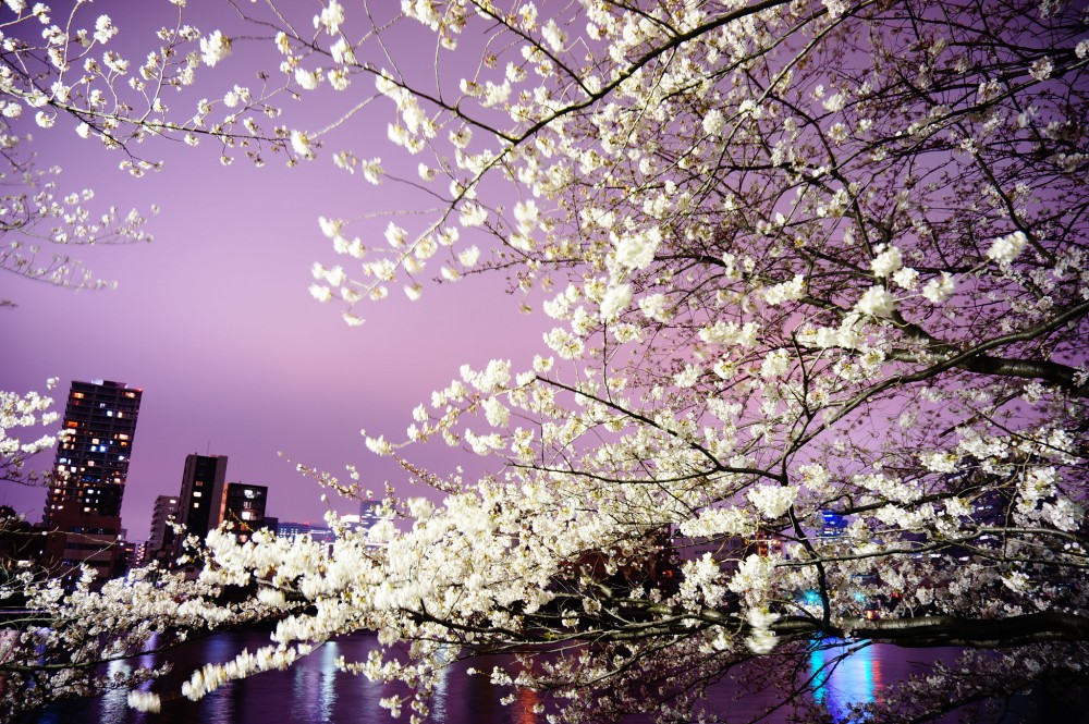 cherry blossom japan festival2