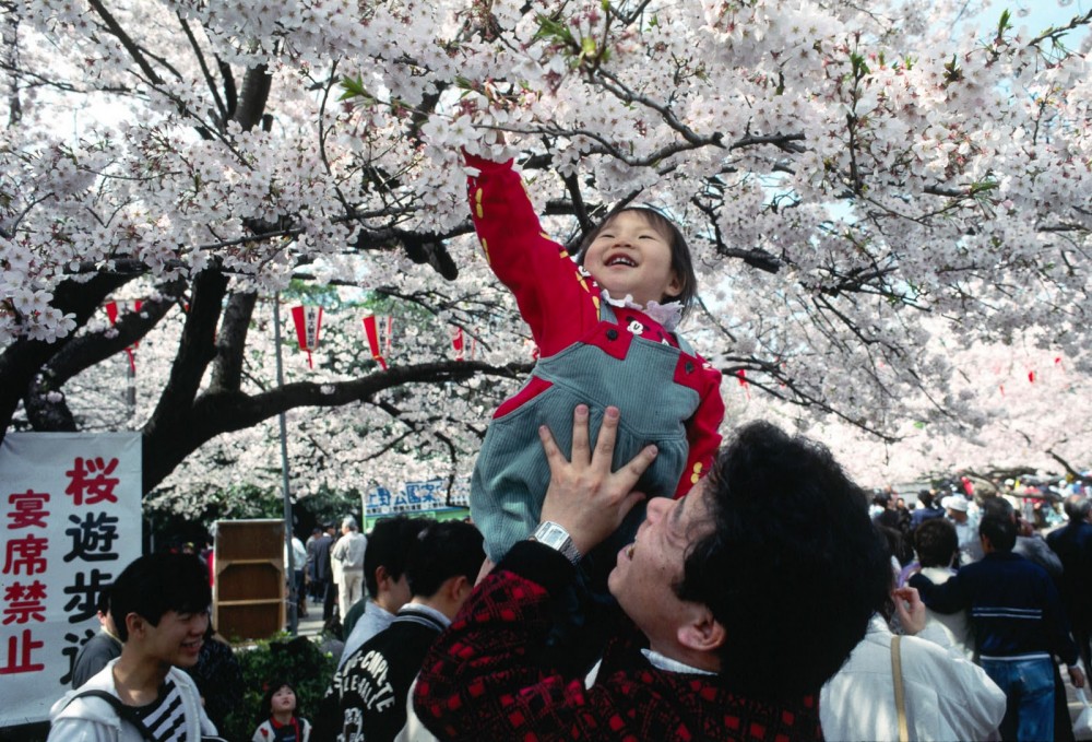 cherry blossom japanese festival3