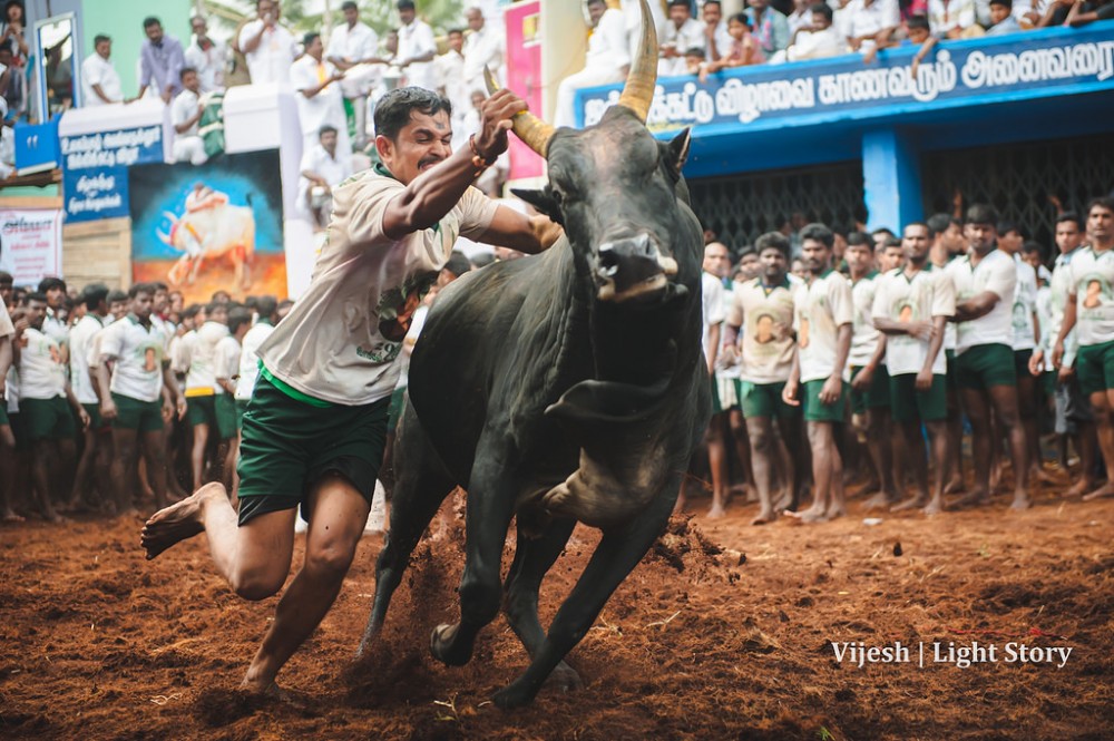 jallikattu