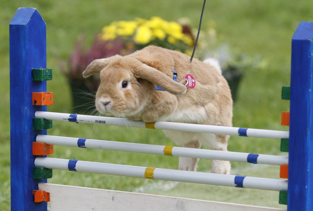 Rommerz Rabbit Hopping Competition