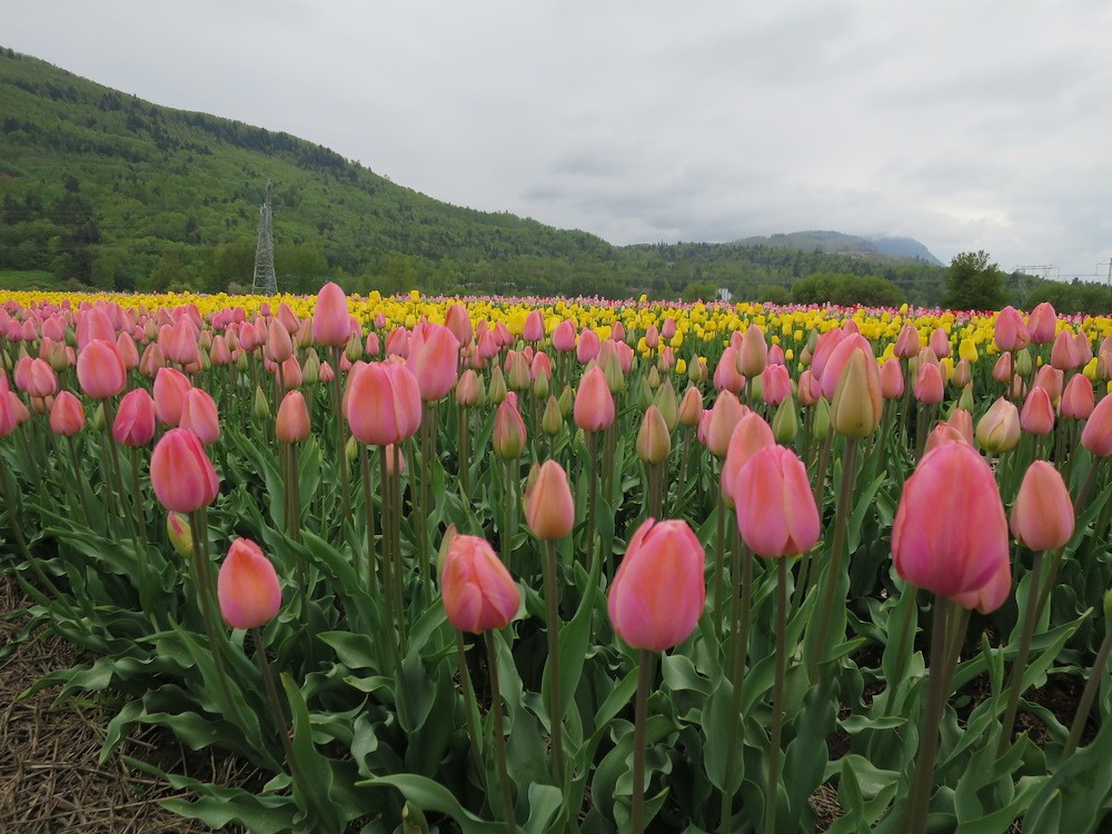 abbotsford-tulip-festival-5