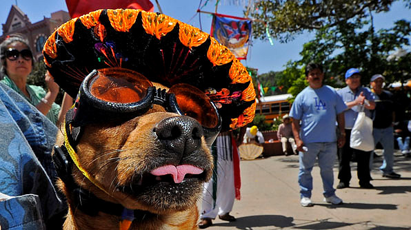 LOS ANGELES, CA - MAY 05:  "Killer" a Chihuahua/Doberman mix attends Cinco de Mayo festivities on May 5, 2010, at El Pueblo de Los Angeles Historic Site on Olvera Street in downtown Los Angeles, California. Cinco de Mayo celebrates the 1862 Mexican victory over the French in the Battle of Puebla.  (Photo by Kevork Djansezian/Getty Images)