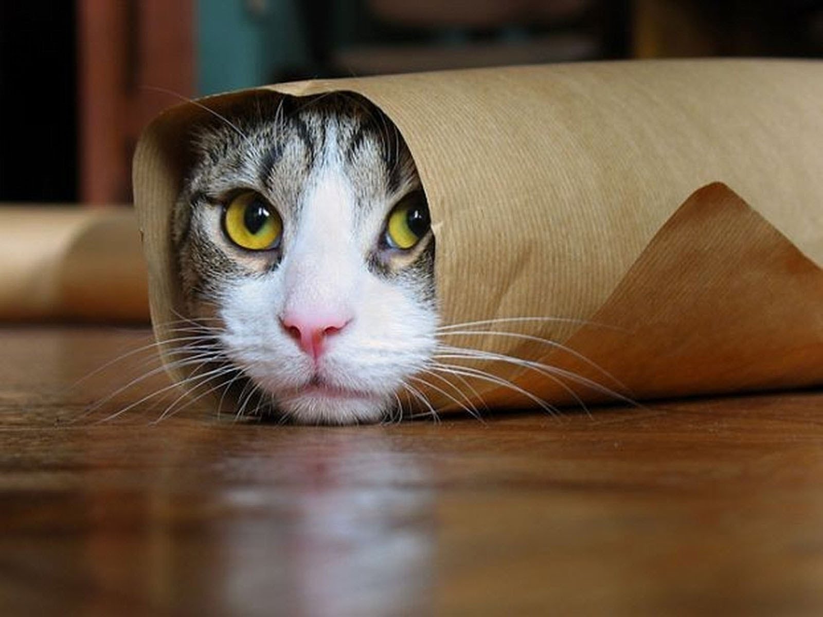 The Internet Cat Video Festival Looks Almost Purrfect This Year - Sherpa Land