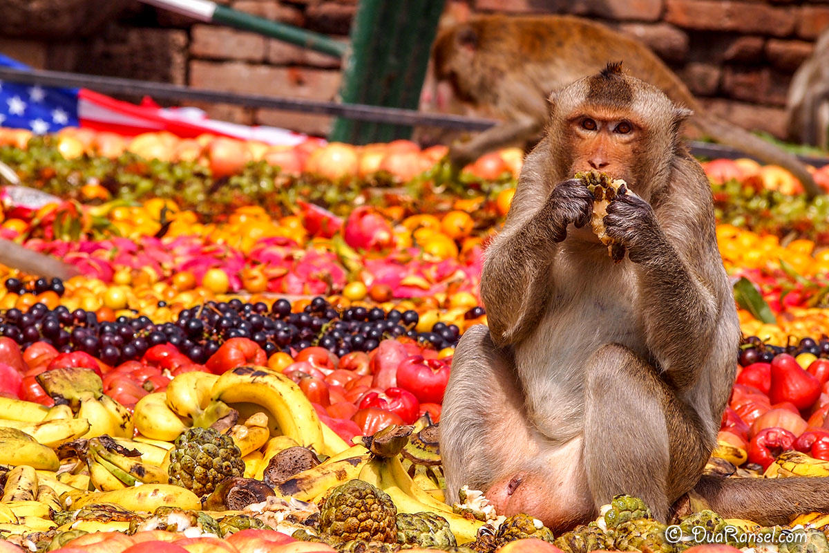 Image result for festival of monkeys in thailand