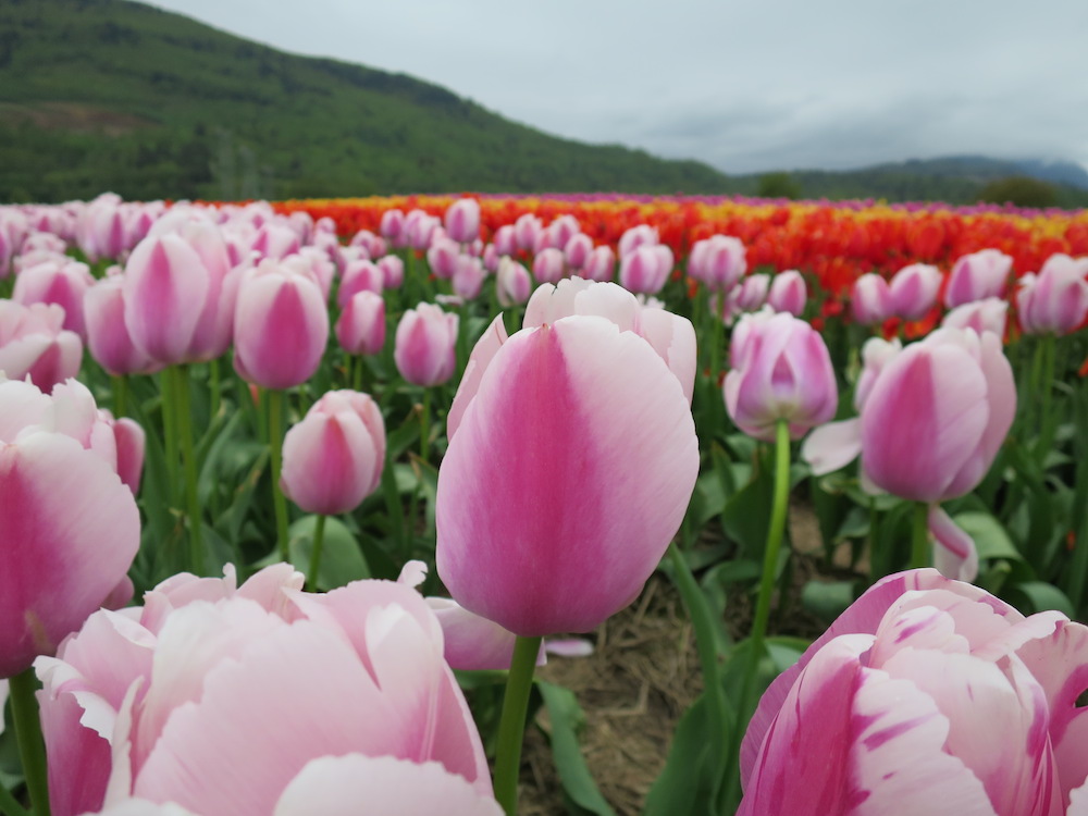 2.5 Million Tulips Are In Full Bloom At This Glorious Flower Festival