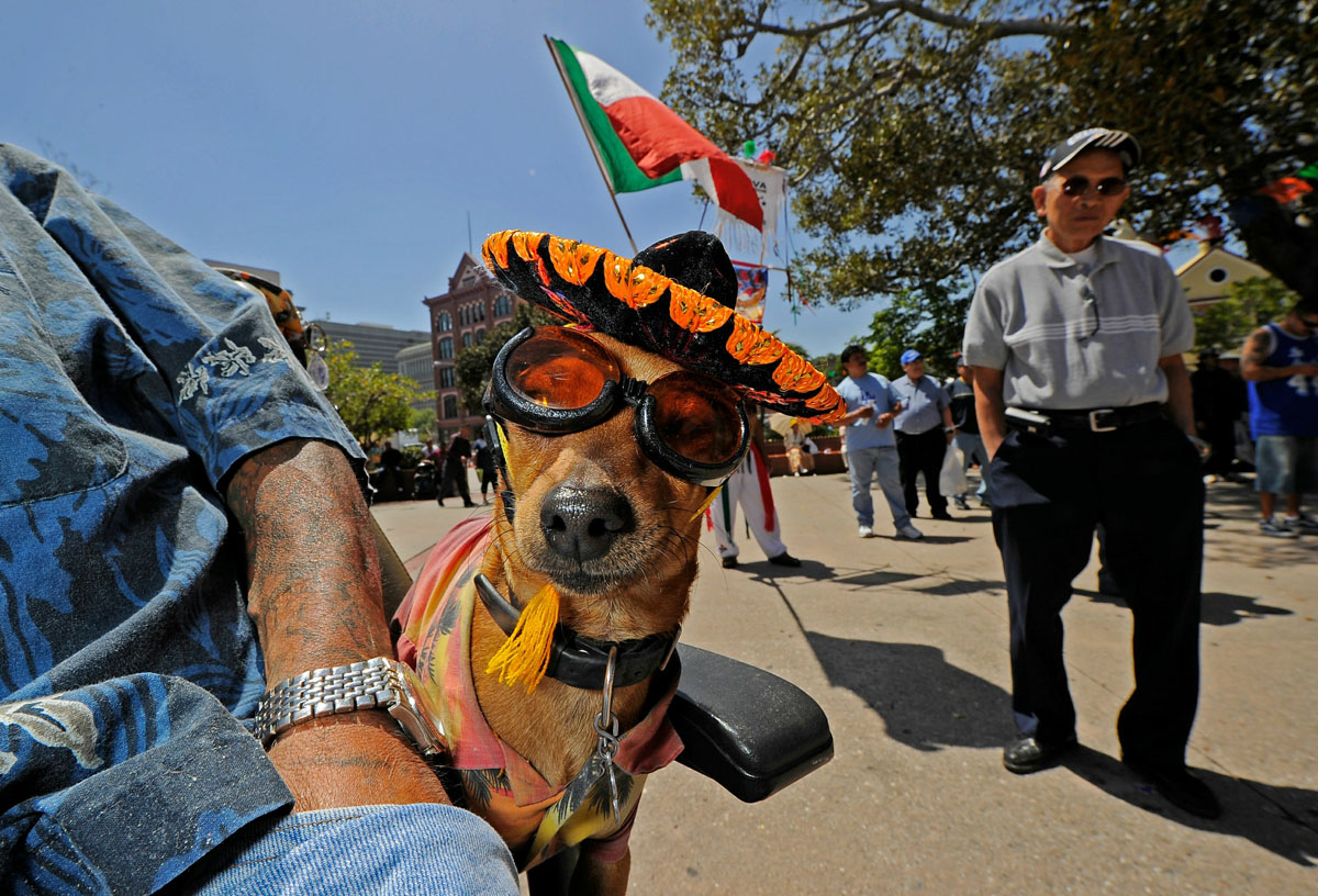 10 Fascinating Facts About The Grand Fiesta That Is Cinco De Mayo Sherpa Land