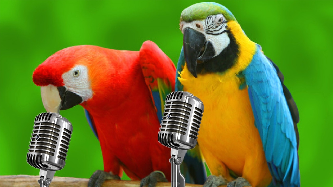 Watch This Parrot Singing To Rihanna's Songs! - Sherpa Land